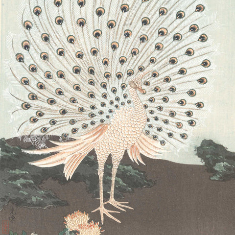 Tsuchiya Koitsu, "Peacock"