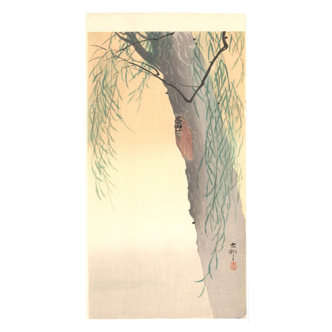Ohara Koson, "Cicada on a Willow Tree"