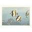 Toshi Yoshida, "Hawaiian Fishes B" (PS)