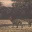 Toshi Yoshida, "One Day in East Africa, No. 10"
