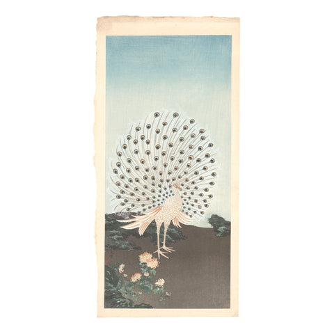 Tsuchiya Koitsu, "Peacock"